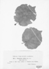 Phyllactinia guttata image